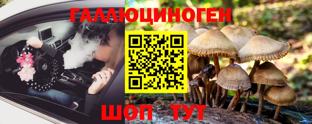 Псилоцибиновые грибы Psilocybe Осинники